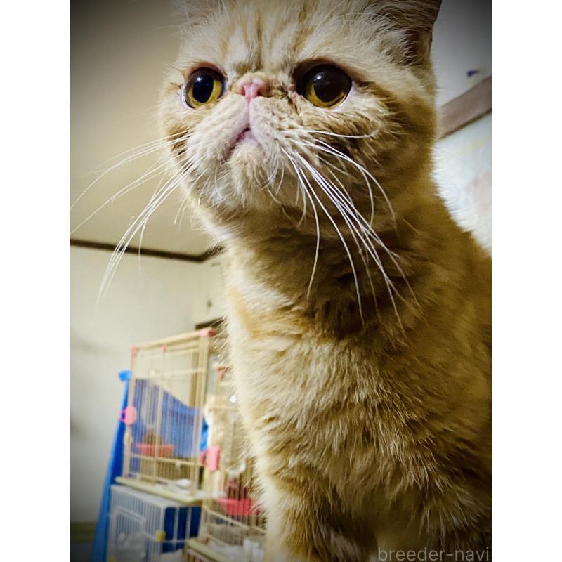 販売中の大阪府のエキゾチックショートヘア-120663の3枚目