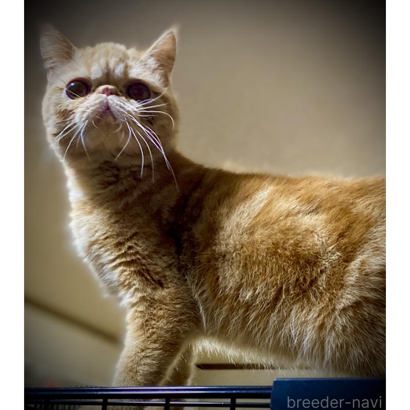 販売中の大阪府のエキゾチックショートヘア-120663の2枚目