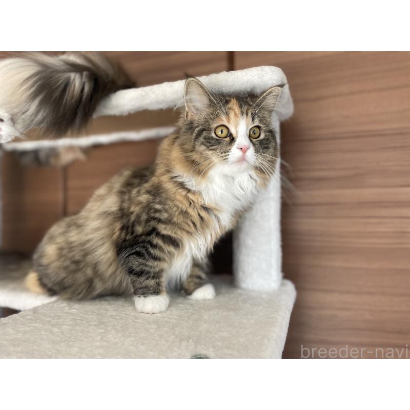 販売中の千葉県のサイベリアン-129137の9枚目