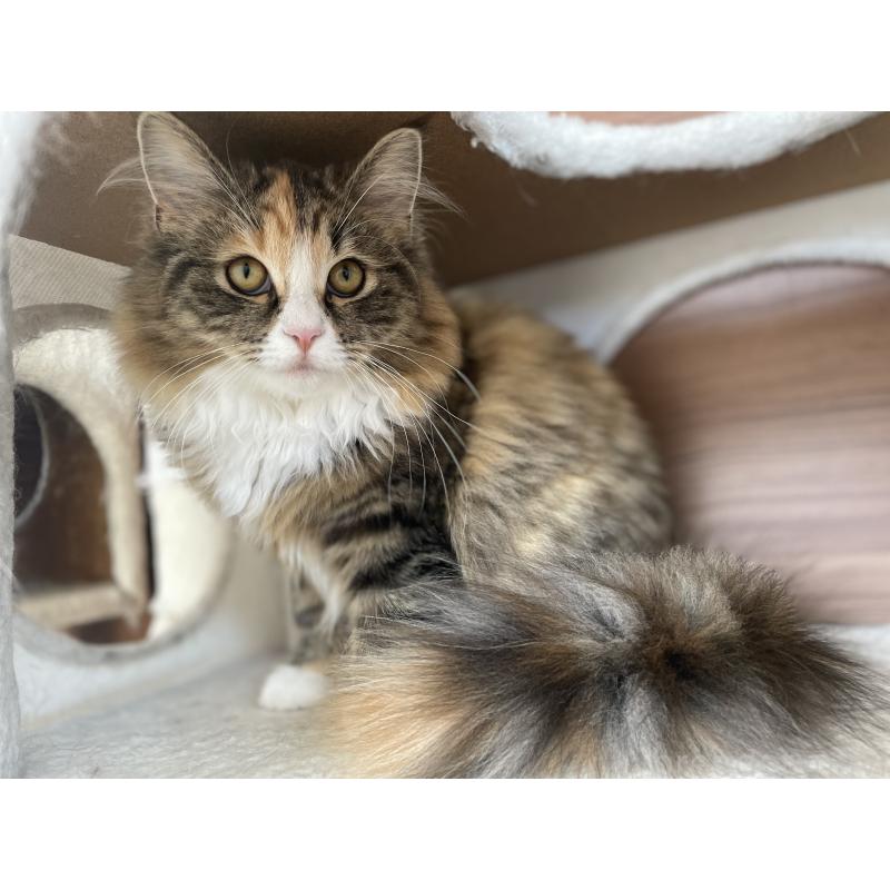 販売中の千葉県のサイベリアン-129137の8枚目