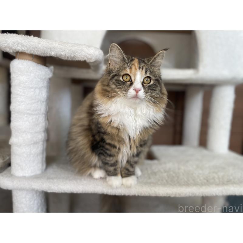 販売中の千葉県のサイベリアン-129137の7枚目