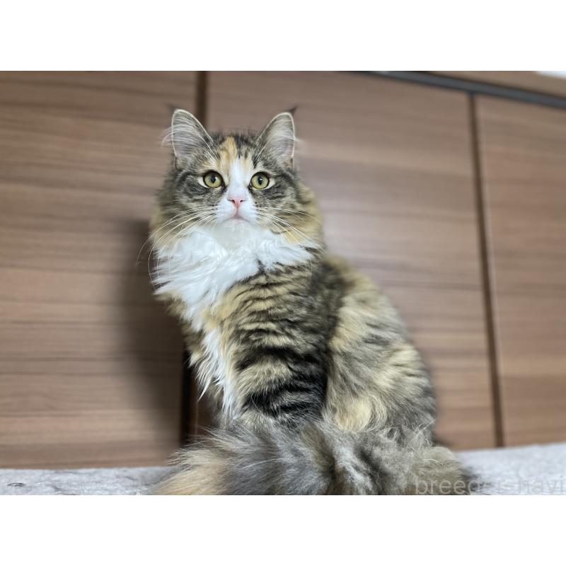 販売中の千葉県のサイベリアン-129137の6枚目