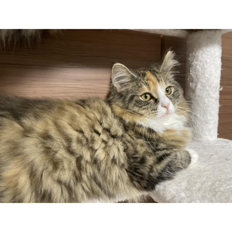 販売中の千葉県のサイベリアン-129137の5枚目