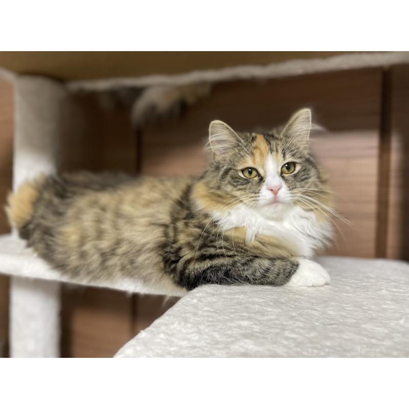 販売中の千葉県のサイベリアン-129137の4枚目