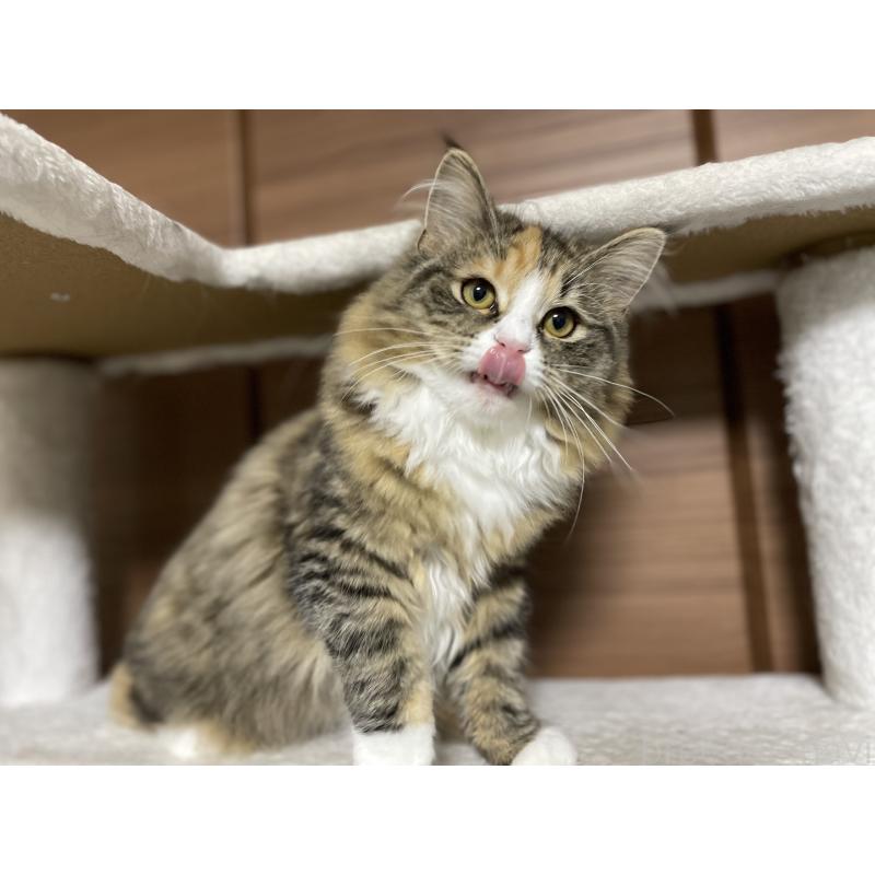 販売中の千葉県のサイベリアン-129137の3枚目