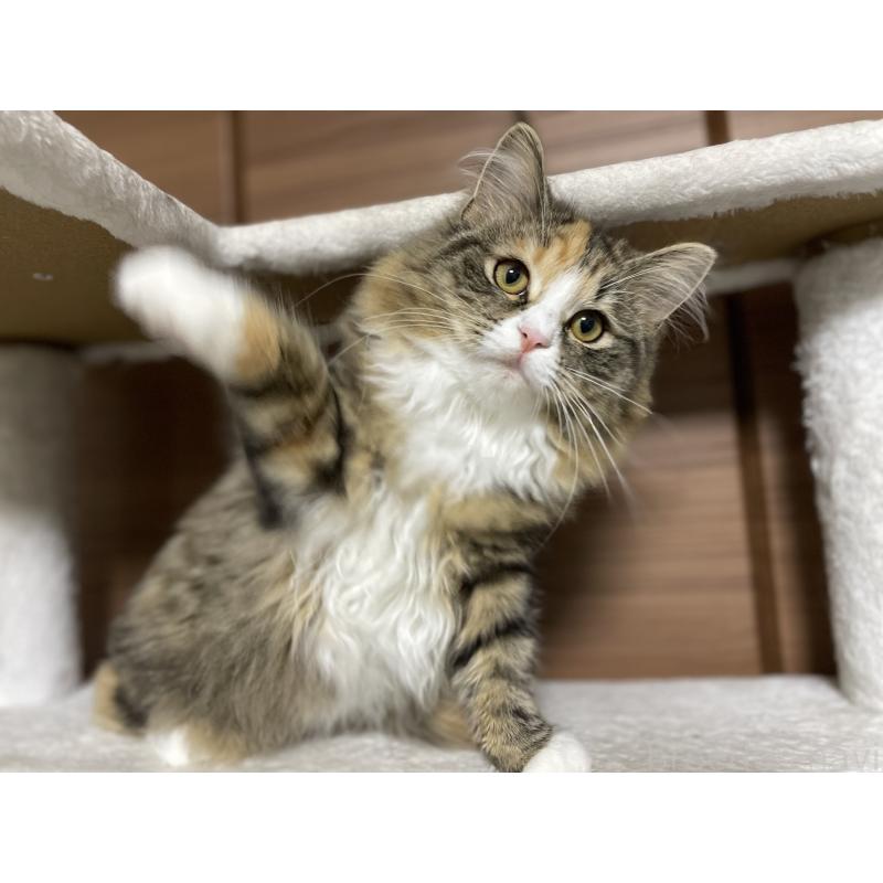 販売中の千葉県のサイベリアン-129137の2枚目