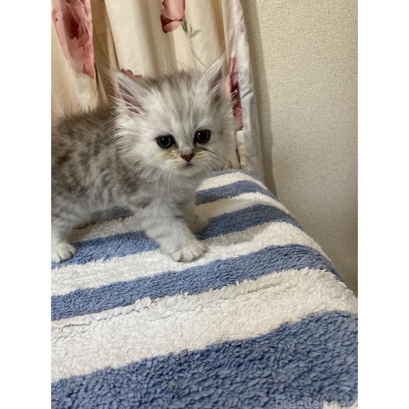 販売中の福岡県のペルシャ(チンチラ)-137872の3枚目