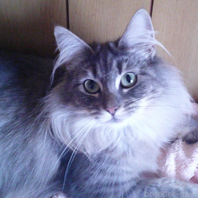販売中の愛知県のノルウェージャンフォレストキャット-122005