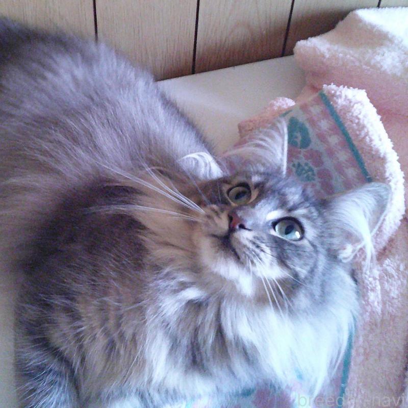 販売中の愛知県のノルウェージャンフォレストキャット-122005の5枚目