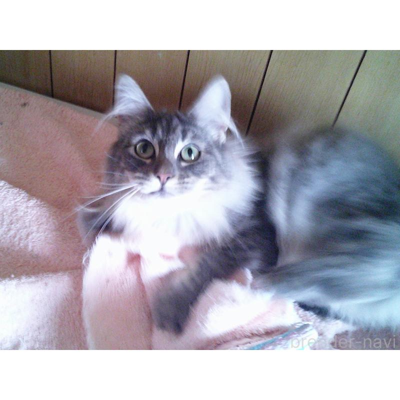 販売中の愛知県のノルウェージャンフォレストキャット-122005の4枚目