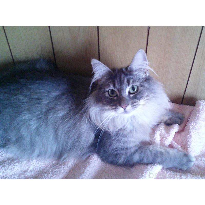 販売中の愛知県のノルウェージャンフォレストキャット-122005の3枚目