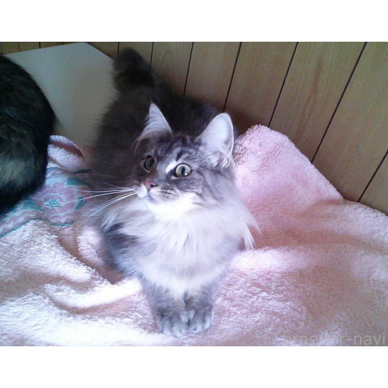 販売中の愛知県のノルウェージャンフォレストキャット-122005の2枚目