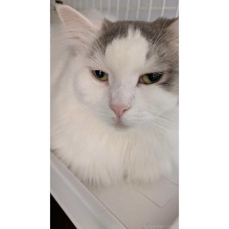 販売中の大阪府のマンチカン-124587