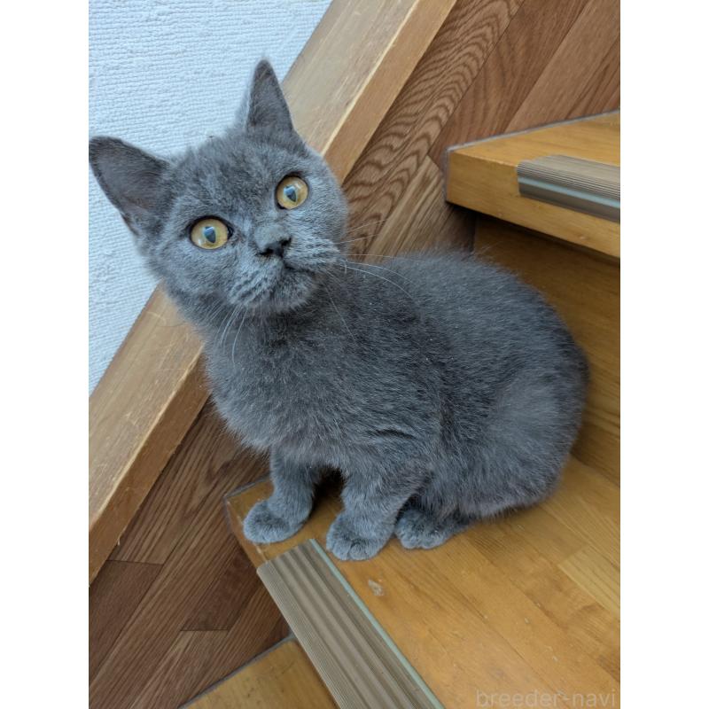 販売中の三重県のブリティッシュショートヘア-137850の1枚目