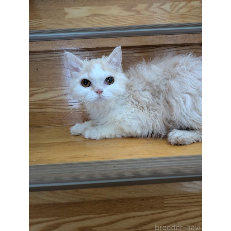 販売中の三重県のラムキン-137851