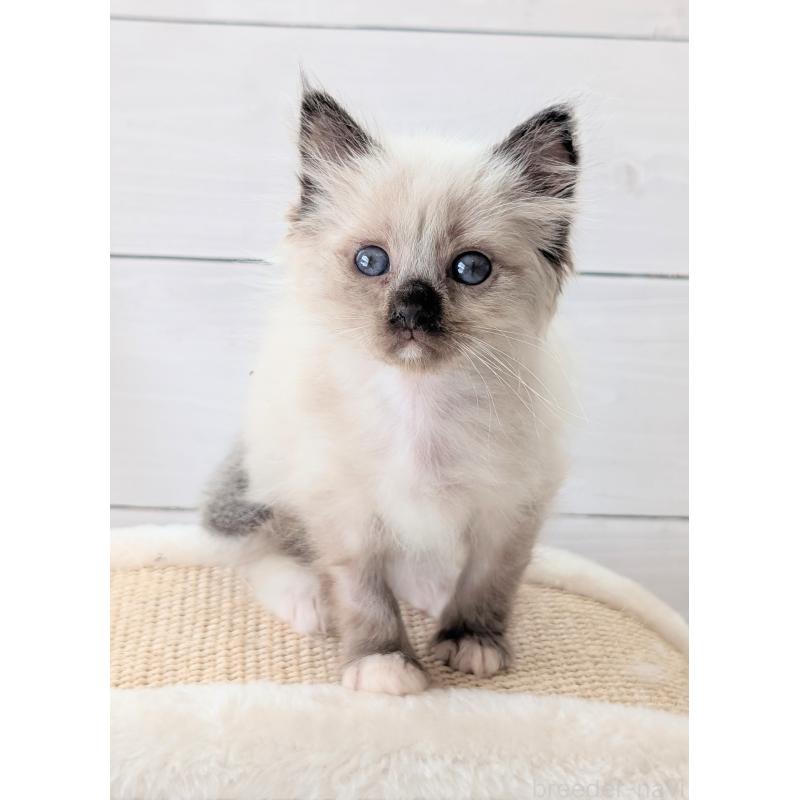 商談中の愛知県のサイベリアン-137852の4枚目