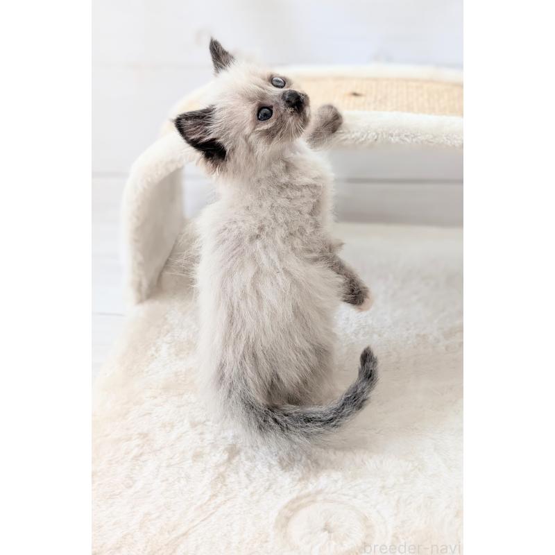 商談中の愛知県のサイベリアン-137852の3枚目