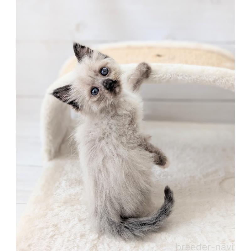 商談中の愛知県のサイベリアン-137852の2枚目