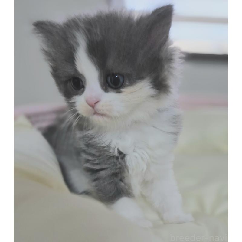 成約済の福岡県のマンチカン-135649の5枚目