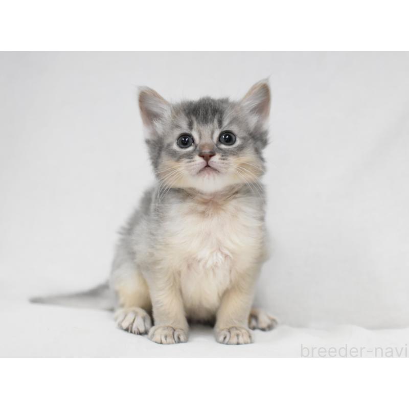 販売中の大阪府のソマリ-137875の6枚目