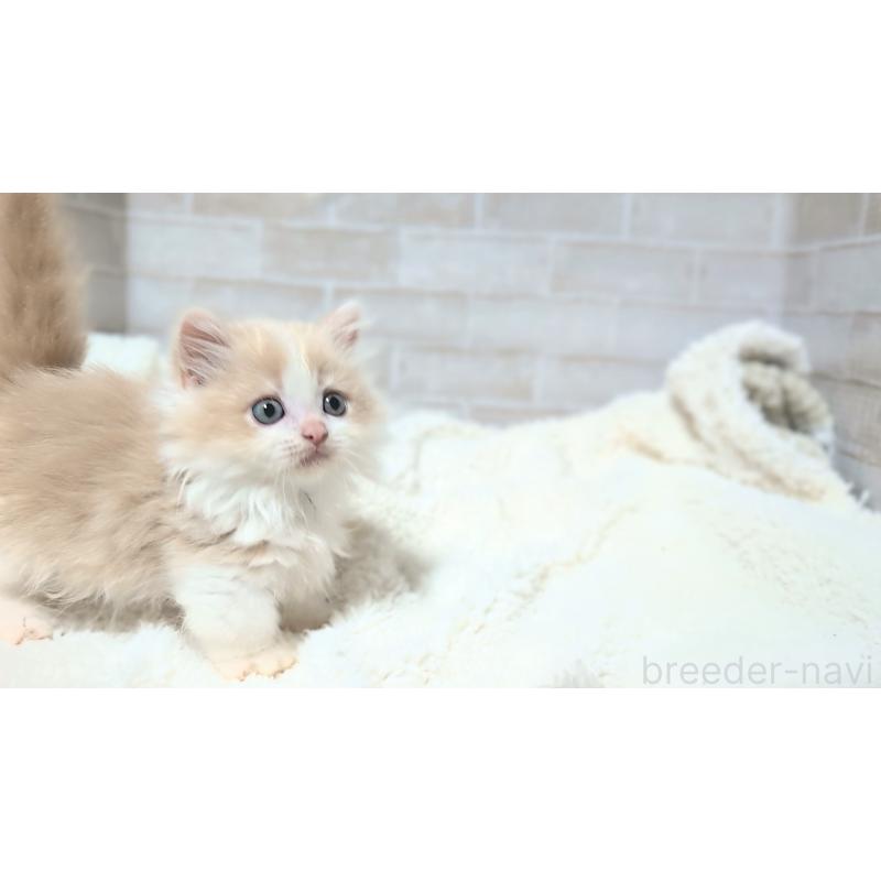 販売中の熊本県のミヌエット(短足)-137877の5枚目