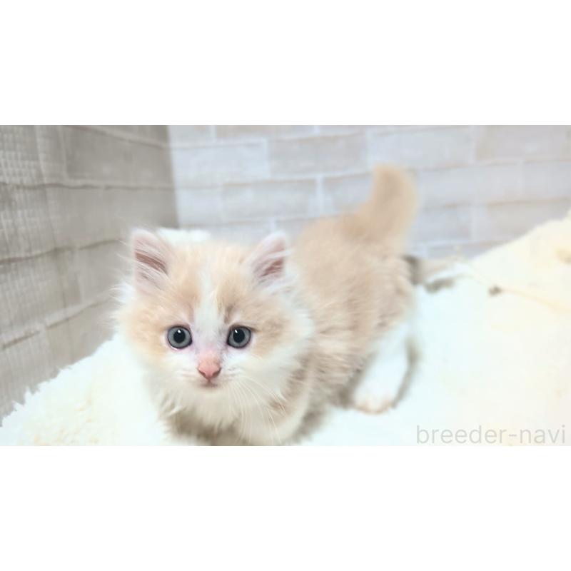 販売中の熊本県のミヌエット(短足)-137877の4枚目