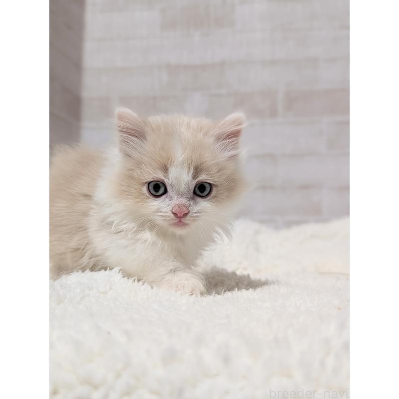 販売中の熊本県のミヌエット(短足)-137877の3枚目