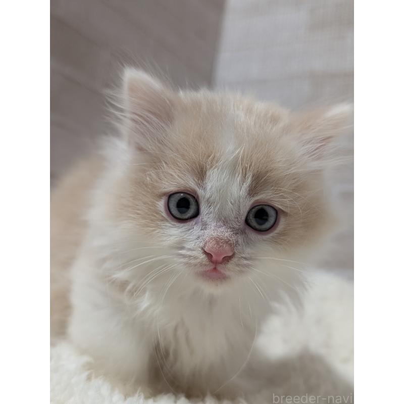 販売中の熊本県のミヌエット(短足)-137877の2枚目