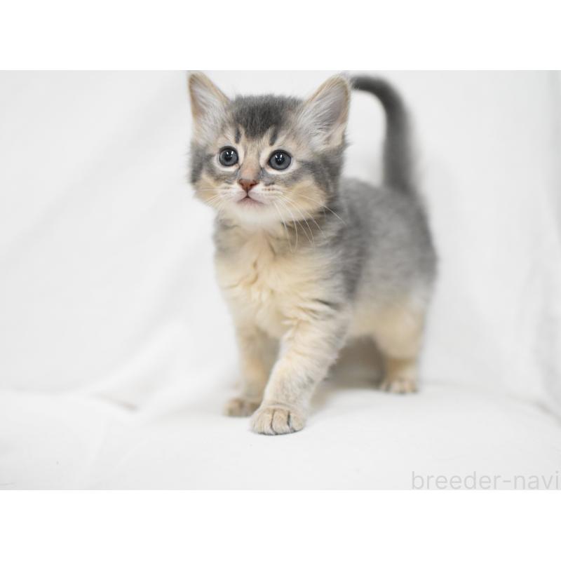 販売中の大阪府のソマリ-137878の6枚目