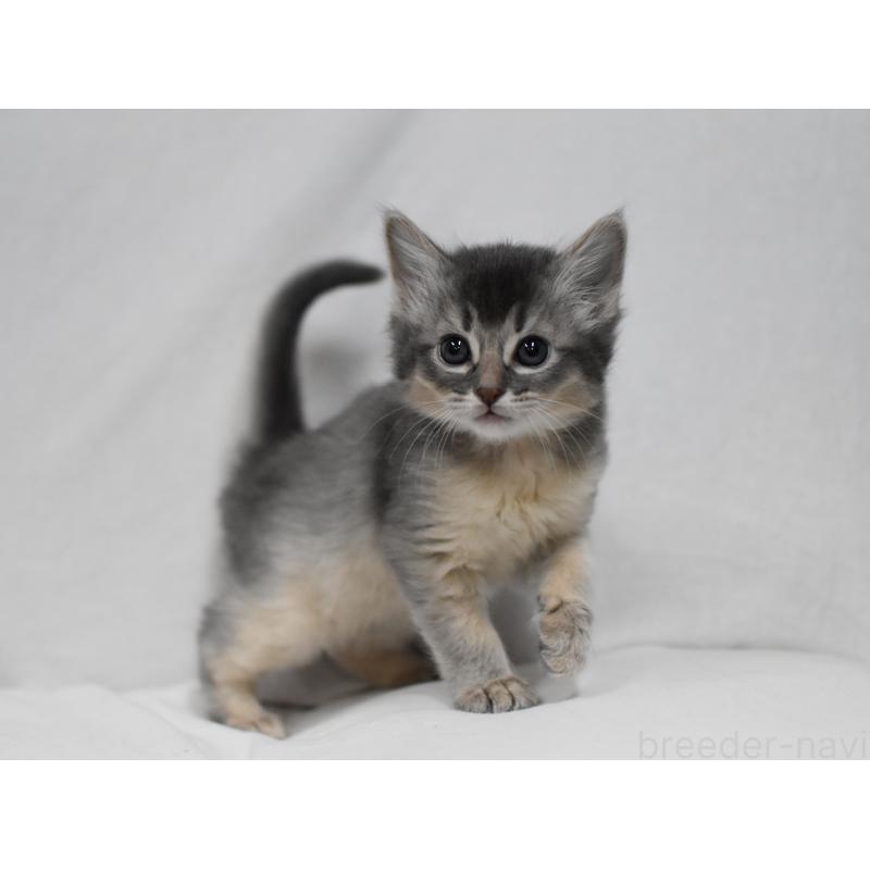 販売中の大阪府のソマリ-137878の5枚目