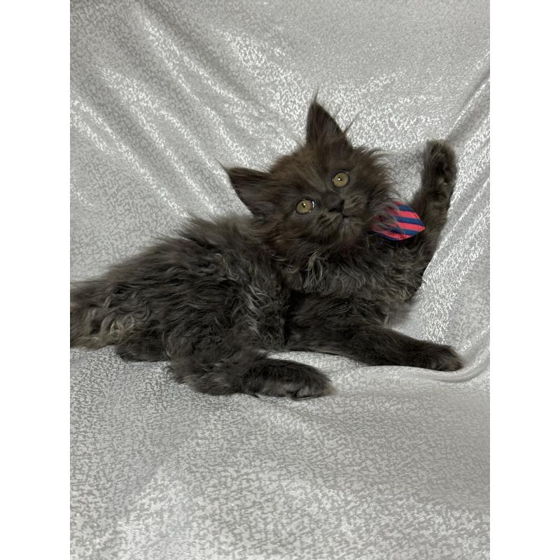 販売中の福岡県のメインクーン-137889の1枚目