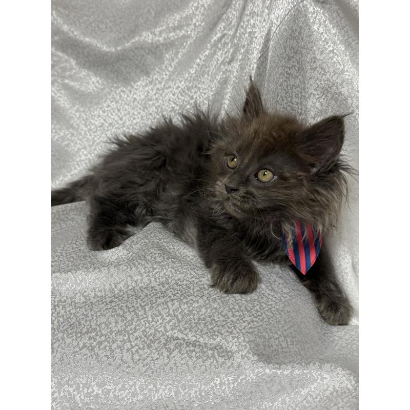 販売中の福岡県のメインクーン-137889の11枚目