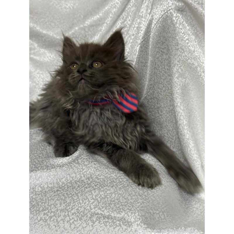 販売中の福岡県のメインクーン-137889の10枚目