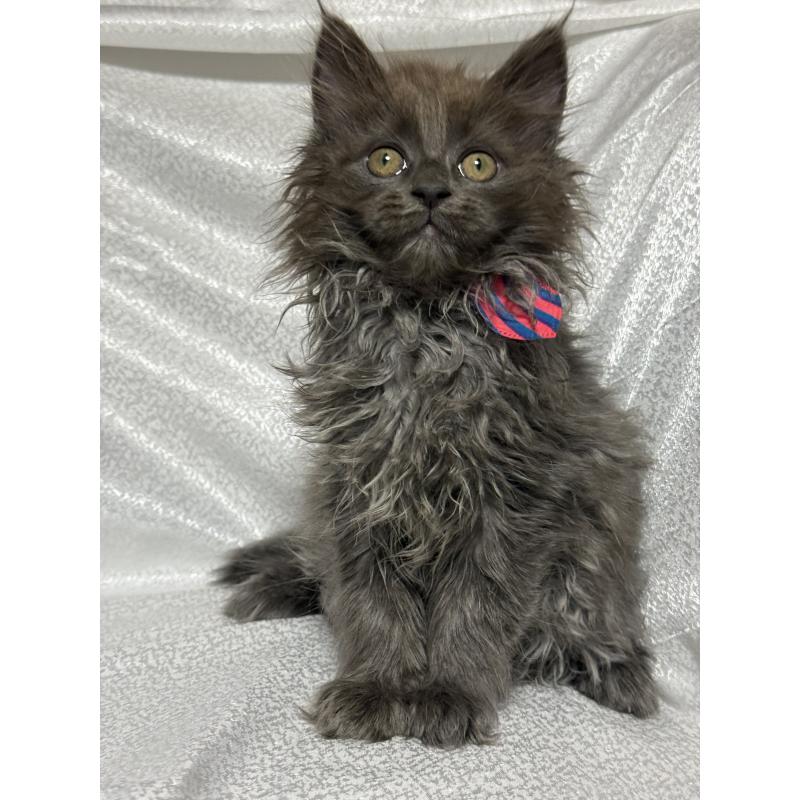 販売中の福岡県のメインクーン-137889の9枚目