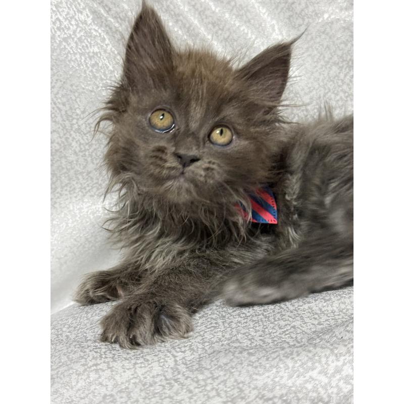 販売中の福岡県のメインクーン-137889の7枚目