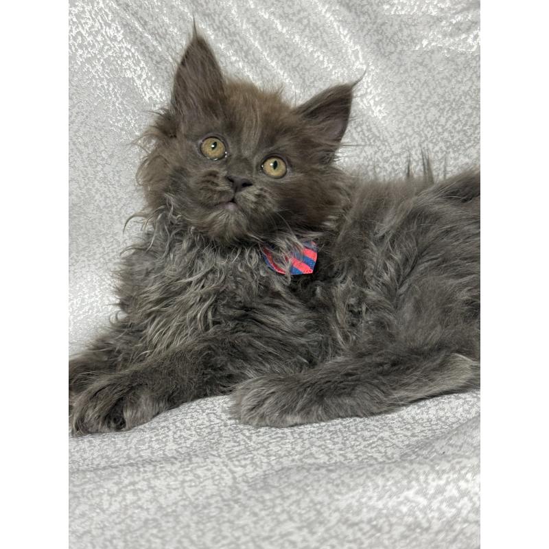 販売中の福岡県のメインクーン-137889の6枚目