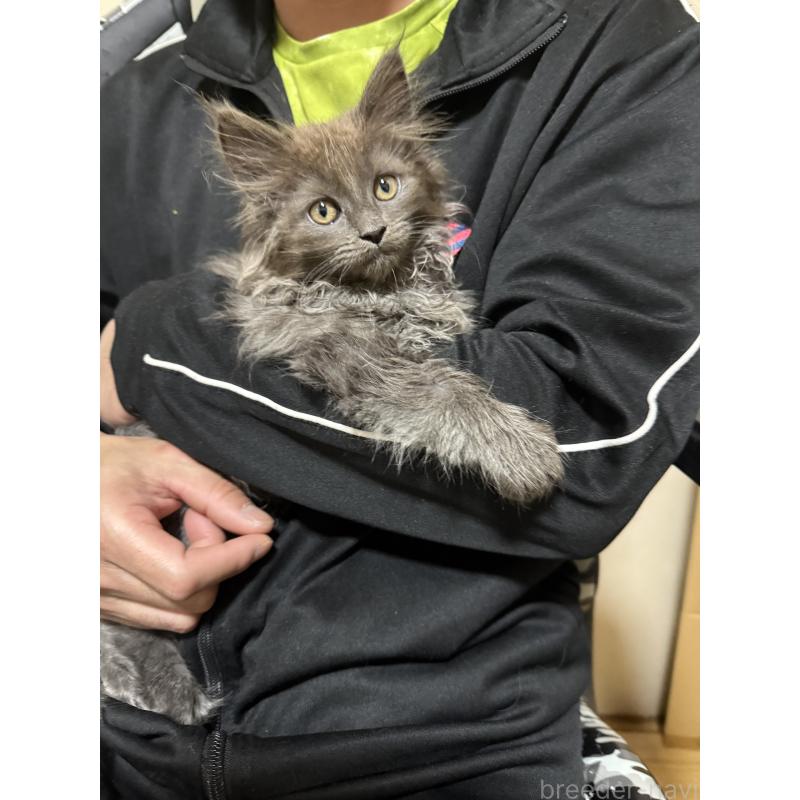 販売中の福岡県のメインクーン-137889の4枚目