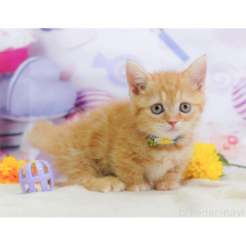 販売中の神奈川県のマンチカン-138052の14枚目