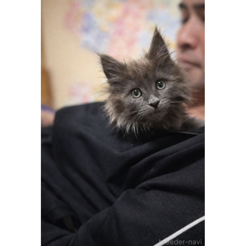 販売中の福岡県のメインクーン-137889の3枚目