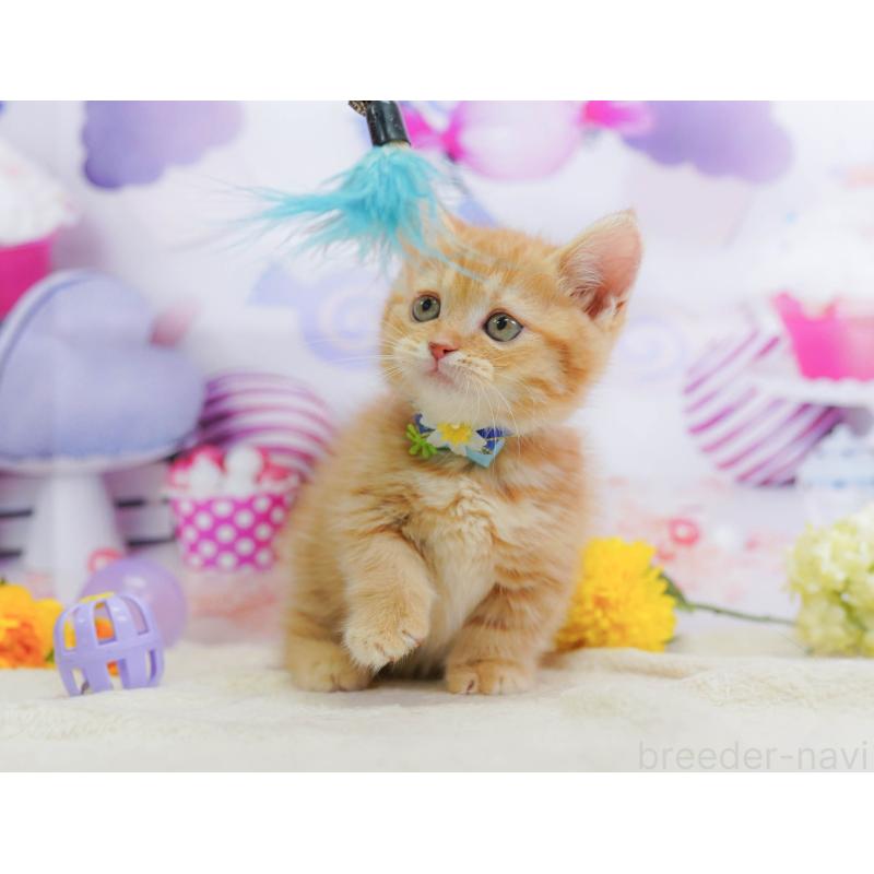 販売中の神奈川県のマンチカン-138052の12枚目