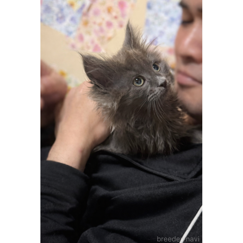 販売中の福岡県のメインクーン-137889の2枚目