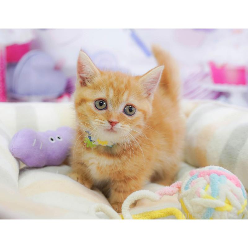 販売中の神奈川県のマンチカン-138052の9枚目