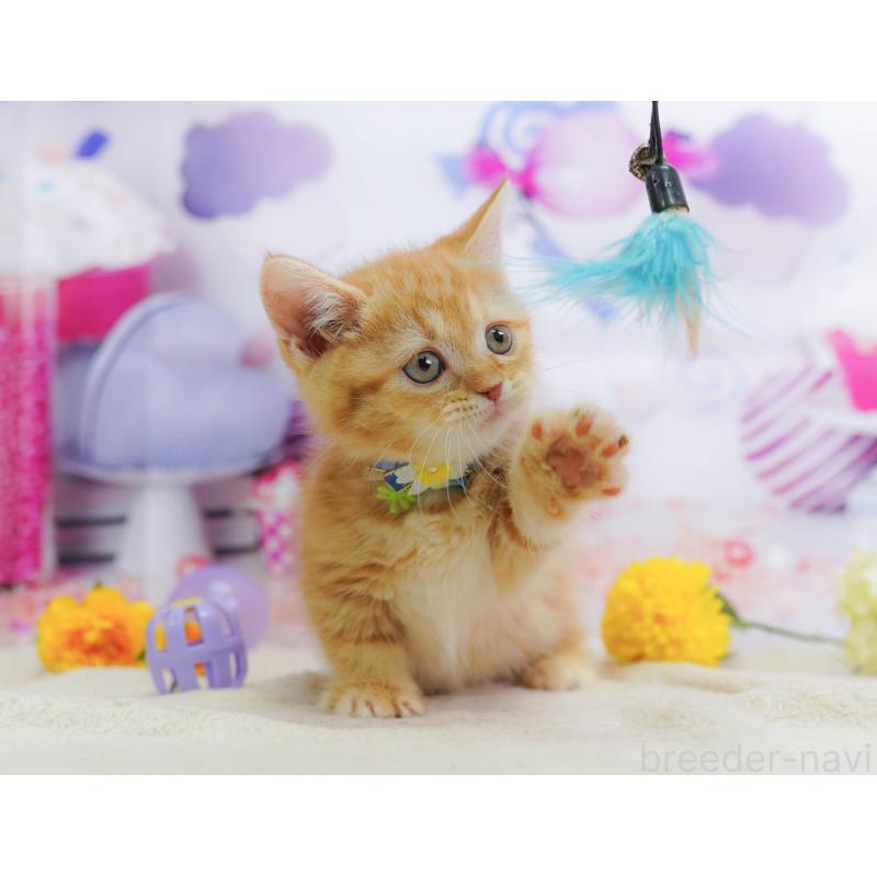 販売中の神奈川県のマンチカン-138052の8枚目