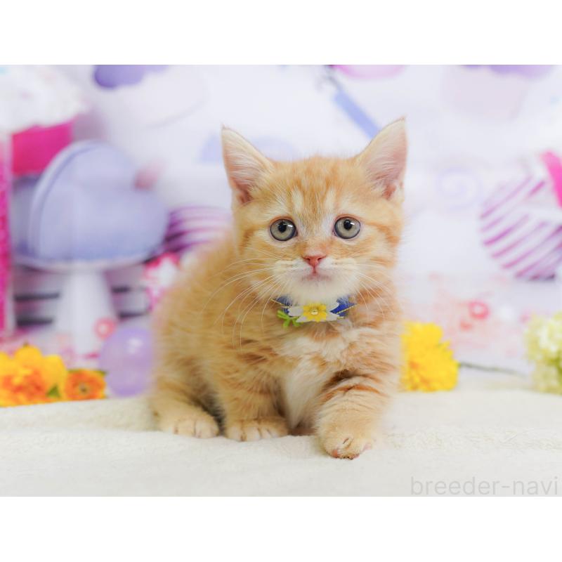 販売中の神奈川県のマンチカン-138052の7枚目