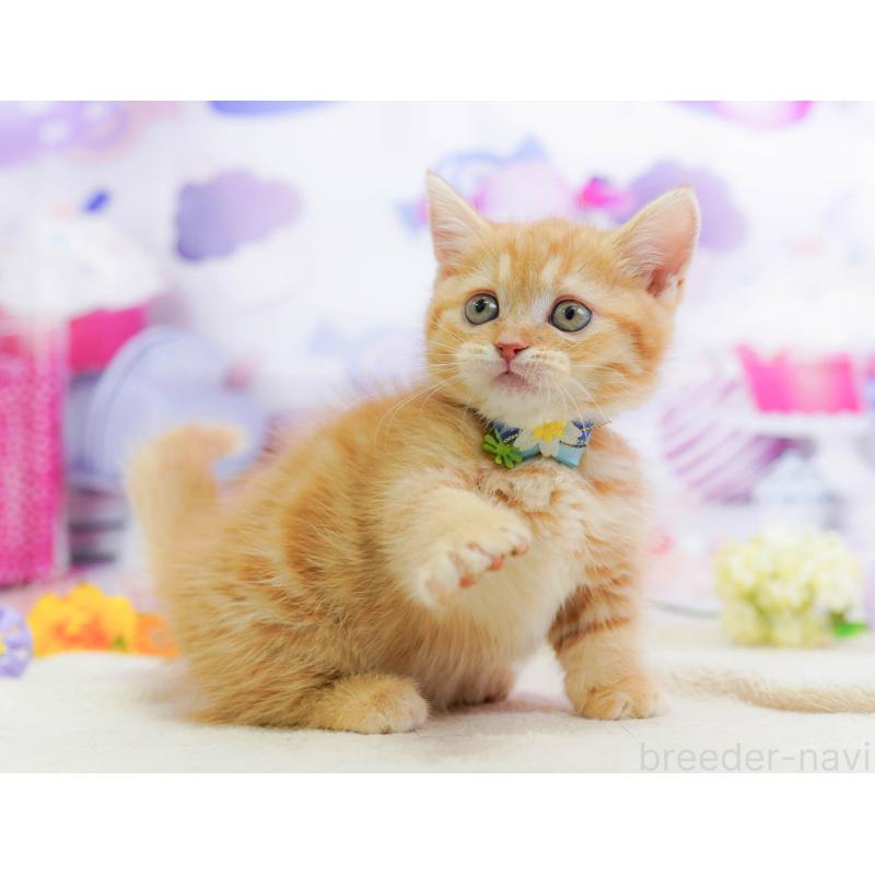 販売中の神奈川県のマンチカン-138052の6枚目