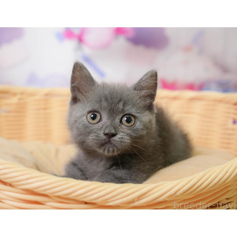 販売中の神奈川県のミヌエット-138051の11枚目