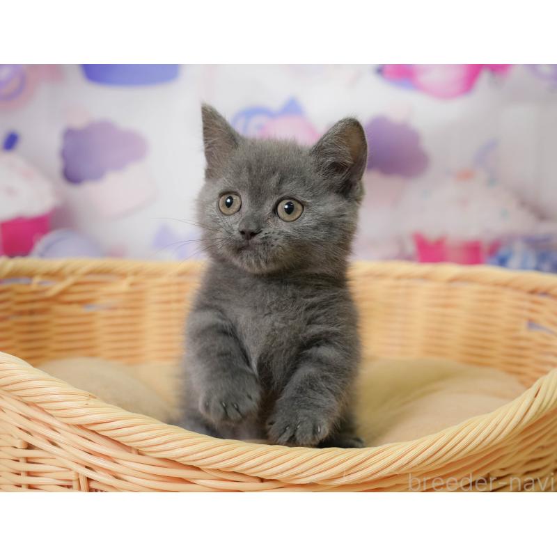 販売中の神奈川県のミヌエット-138051の10枚目