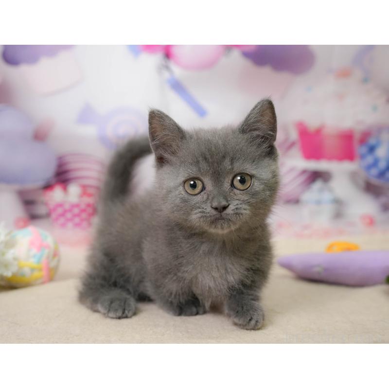 販売中の神奈川県のミヌエット-138051の9枚目