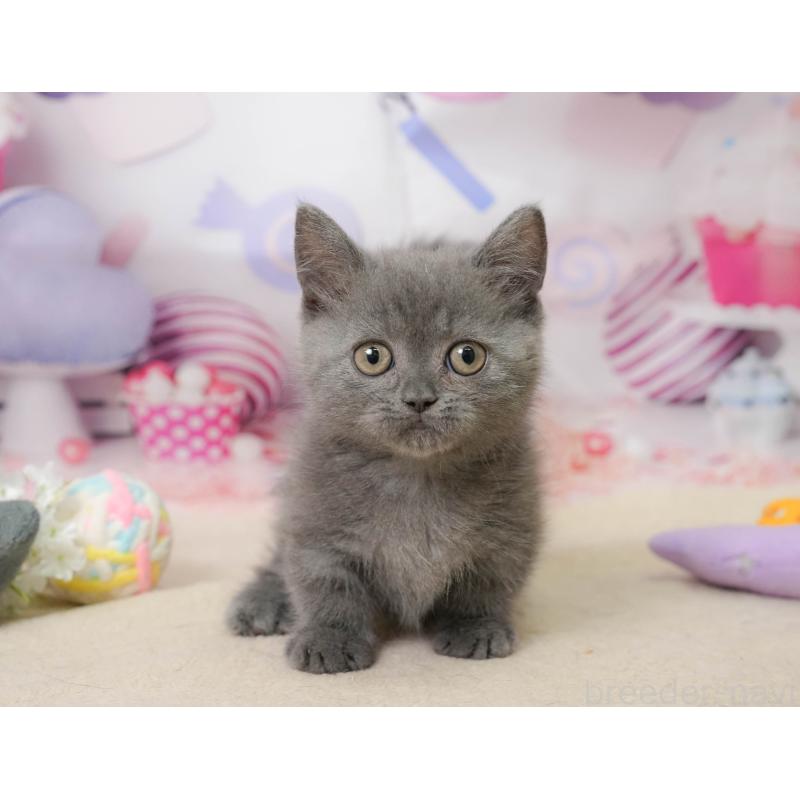 販売中の神奈川県のミヌエット-138051の8枚目