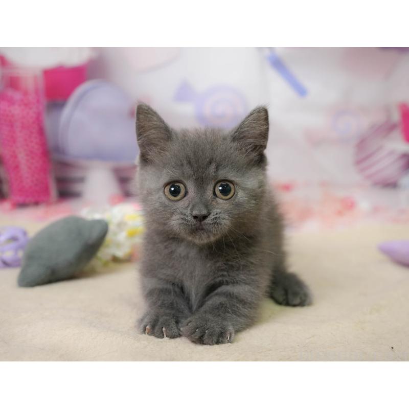 販売中の神奈川県のミヌエット-138051の7枚目